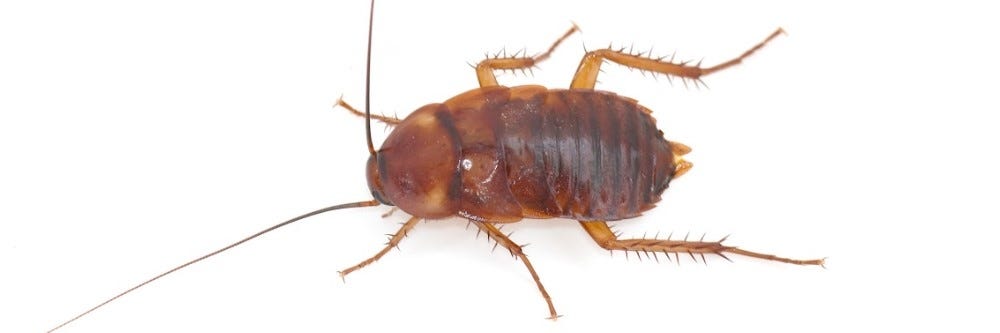 American Cockroach Nymph