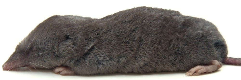 American Shrew Mole