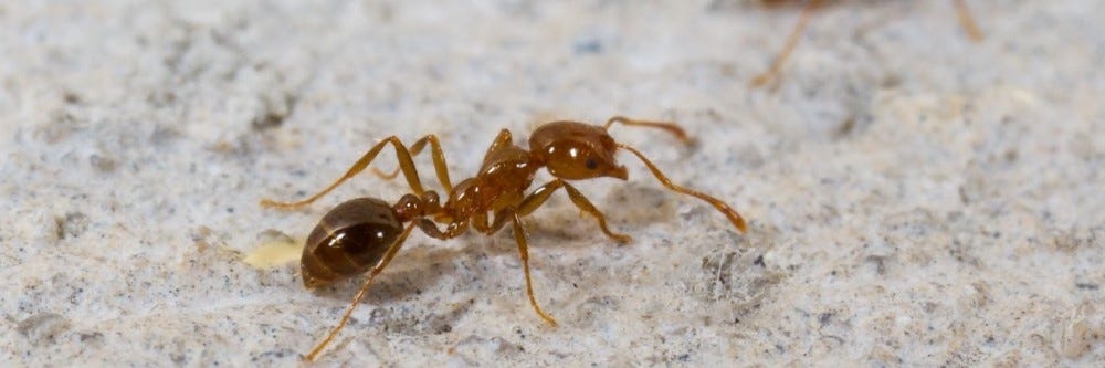 Ant on Kitchen Counter