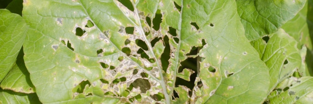 Anthracnose ID