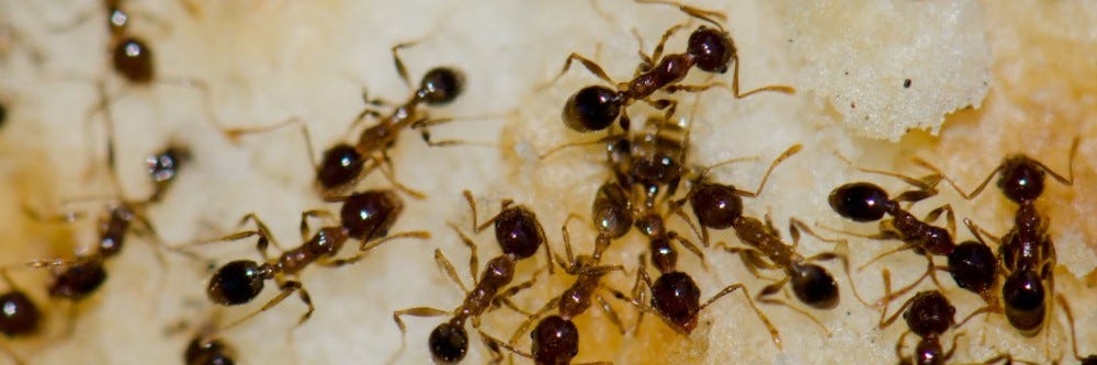 Ants on Food