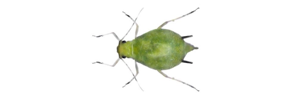 Aphid