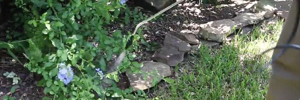 reclaim IT treatment fungus gnats