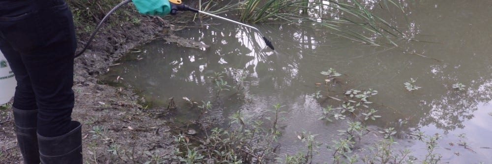 Spraying Aquatic Weeds with Aquatic Herbicide