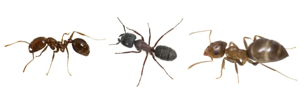 Argentine Ant, Carpenter Ant, and Odorous House Ant