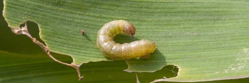 Armyworm 