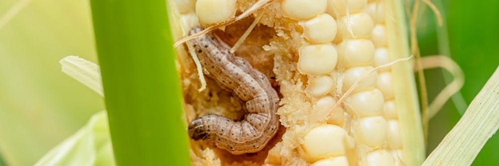 Armyworm 