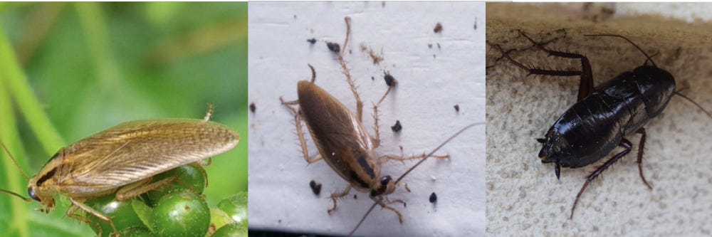 German Cockroach, Asian Cockroach, and Oriental Cockroach