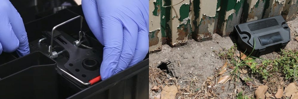 Bait Station With Snap Trap Inside Near Rat Burrow Bait Station With Snap Trap Inside Near Rat Burrow