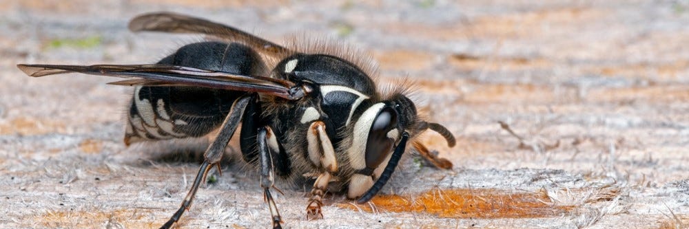 Bald Faced Hornet