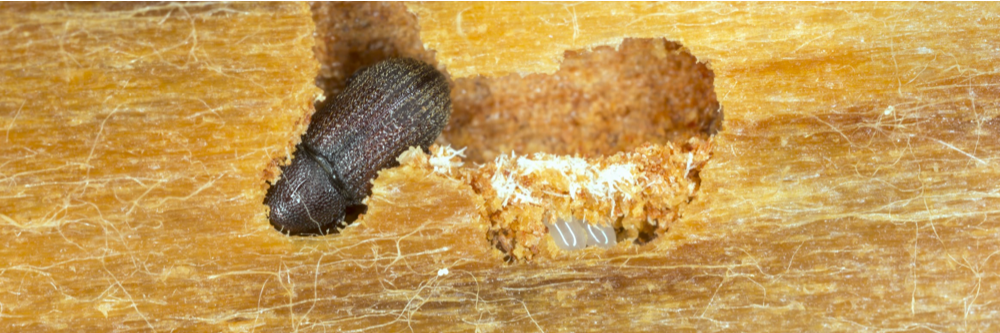 Bark Beetles in Wood