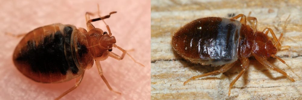 Bed Bug and Bat Bug Bed Bug and Bat Bug