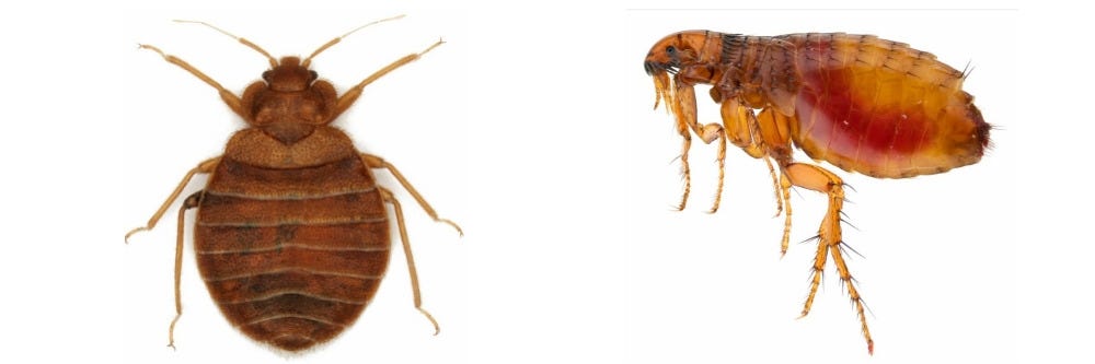 Bed Bug and Flea