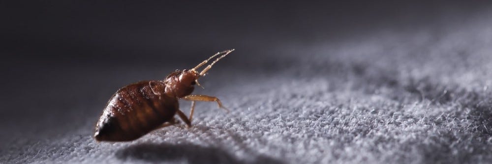 Bed Bug on Fabric