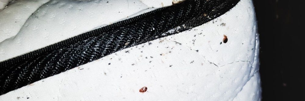 Bed Bugs On Mattress Bed Beds On Mattress