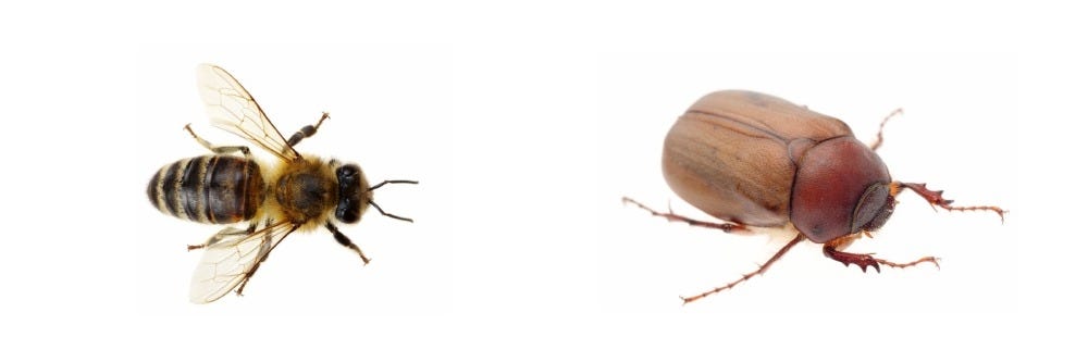 Bee and Beetle Bee and Beetle