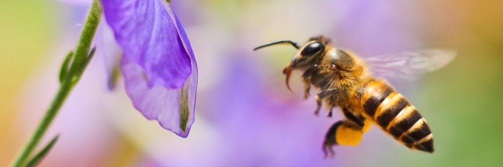 Bee Pollinating Flower Bee Pollinating Flower