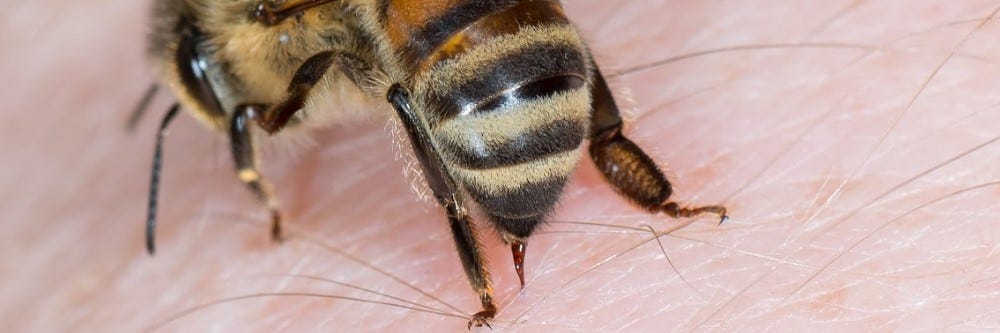 Carpenter Bees vs. Bumblebees