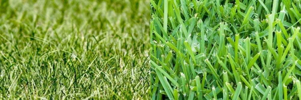 Bermuda Grass and St. Augustine Grass