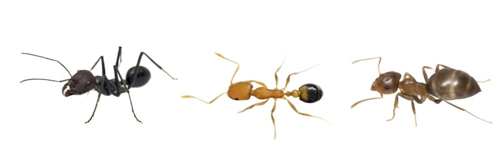 Little Black Ant, Pharaoh Ant, and Odorous House Ant