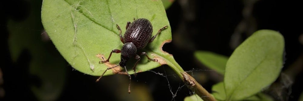 Black Vine Weevil