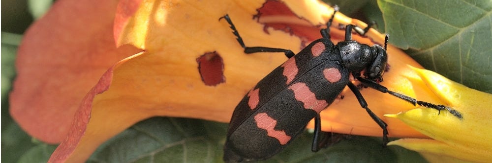 Blister Beetle Damage on Flower Blister Beetle Damage on Flower