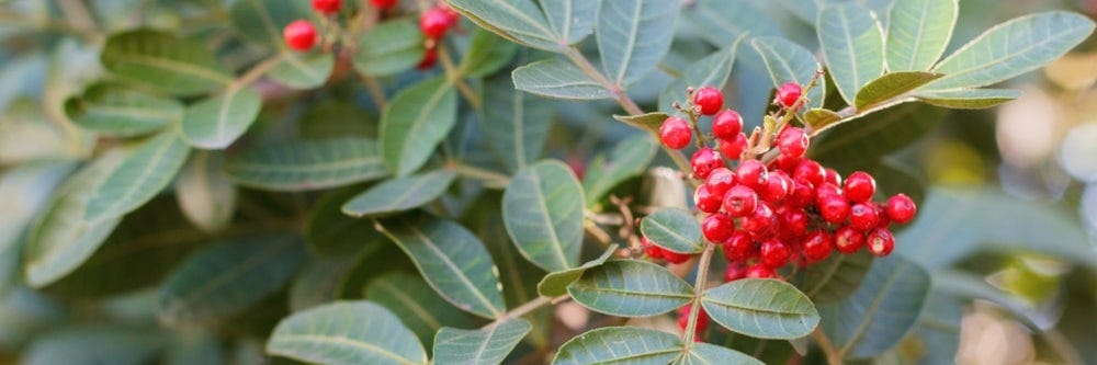 Brazilian pepper tree up close