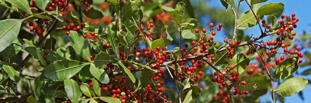 Brazilian Pepper Tree