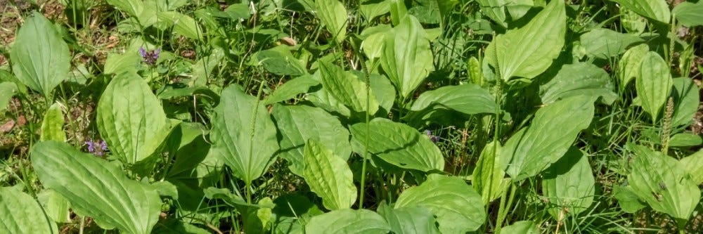 Broadleaf Plantain