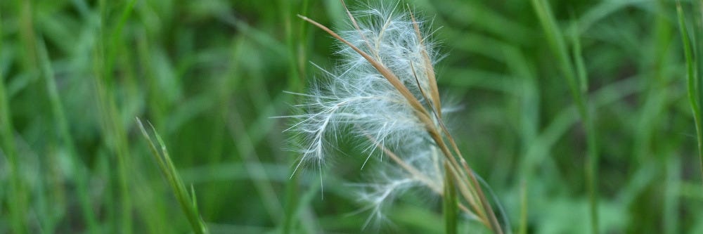 Broomsedge