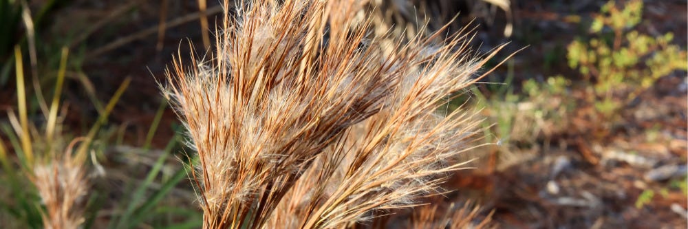 Broomsedge