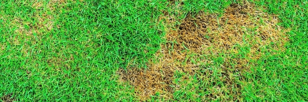 Brown Grass Brown Grass