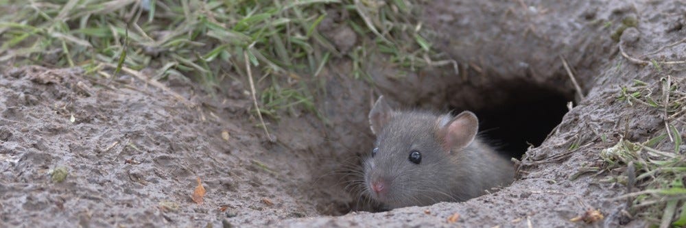 Brown Rat Burrow