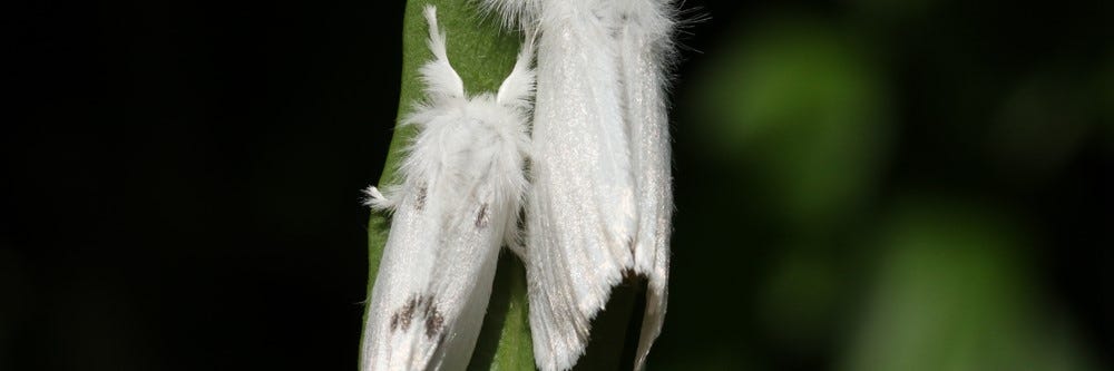 Browntail Moth