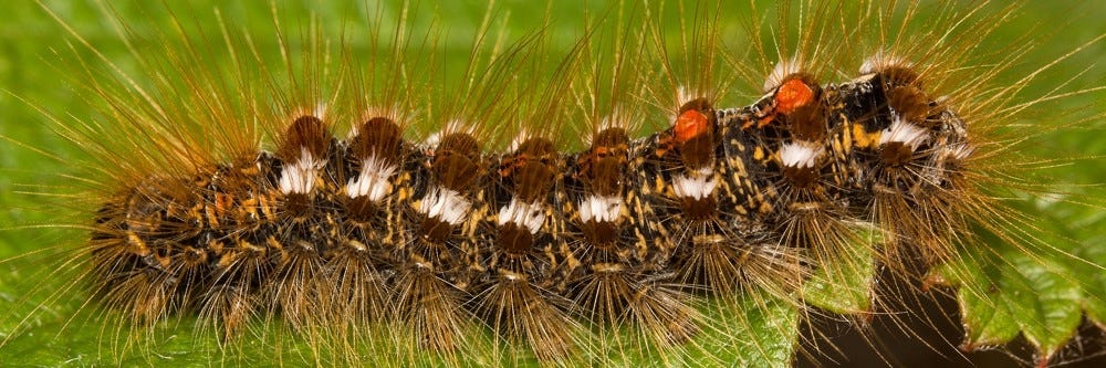 Browntail Moth Caterpillar