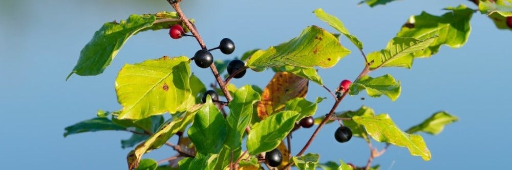 Branch of Buckthorn Producing Berries
