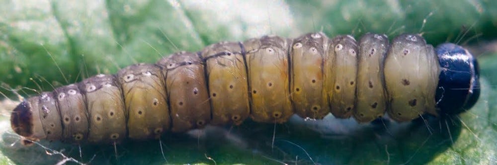 Budworm