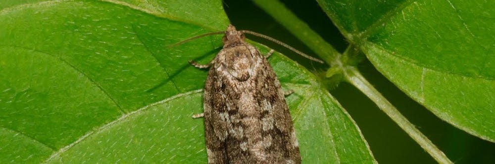 Budworm Moth