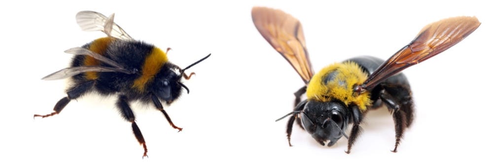 Bumblebee and Carpenter Bee