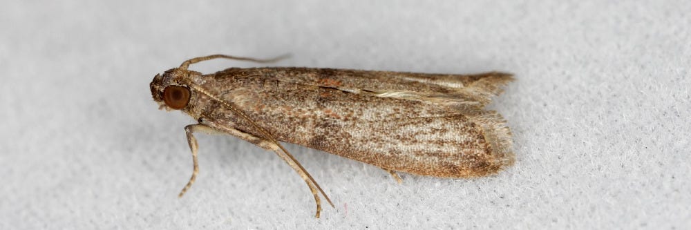 Cacao Moth Cacao Moth