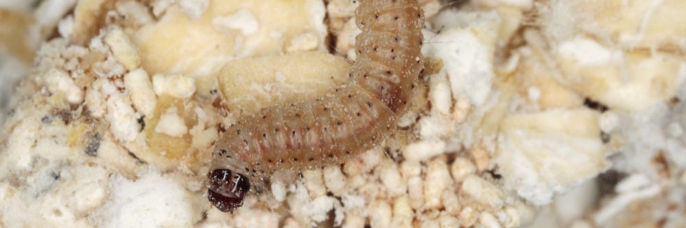 Cacao Moth Larvae Cacao Moth Larvae
