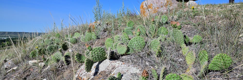 Cacti