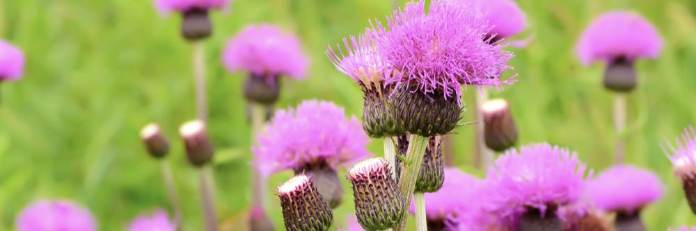 Canada Thistle