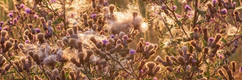 Canada Thistle