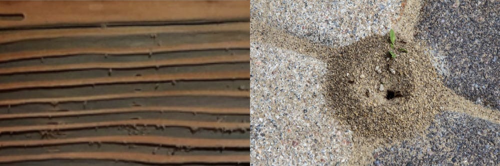 Carpenter Ant and Pavement Ant Damage