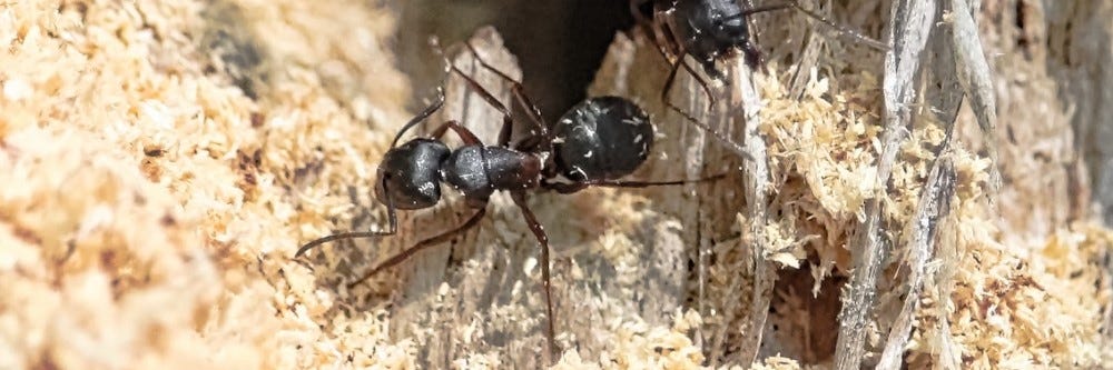 Carpenter Ants Tunneling in Wood