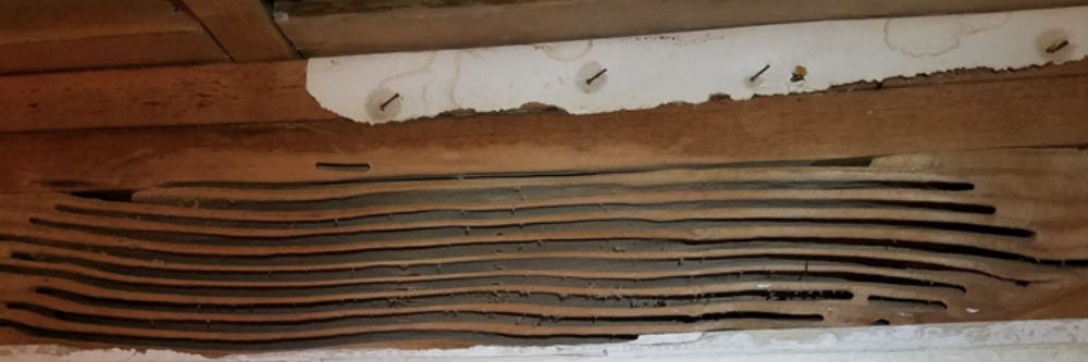 Carpenter Ant Damage