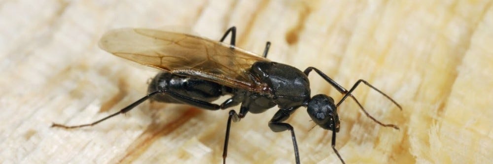 Carpenter Ant Winged