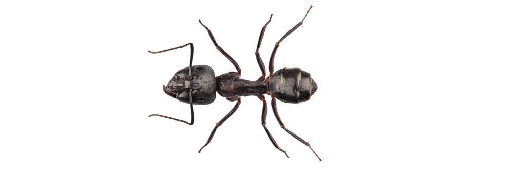 Big black carpenter ant on white background