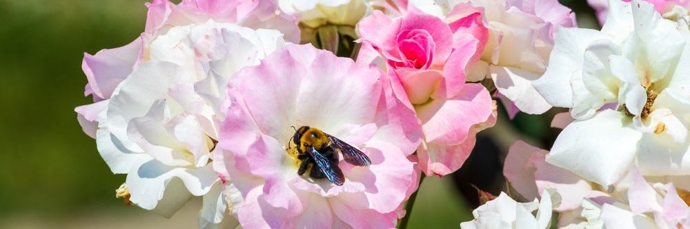 Carpenter Bee Flower